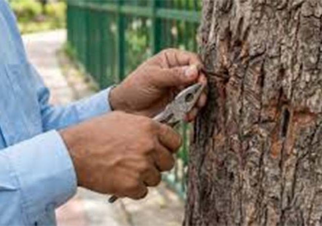 Nails Free Tree : मुंबईतील १०७१ झाडे काँक्रीटमुक्त, झाडांवरील ५० किलो खिळ्यांच्या वेदनांचा भार केला हलका
