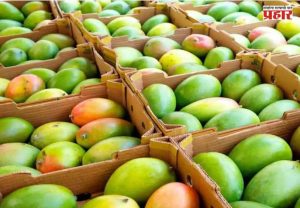 Mango Juice Caused Poisoned : 