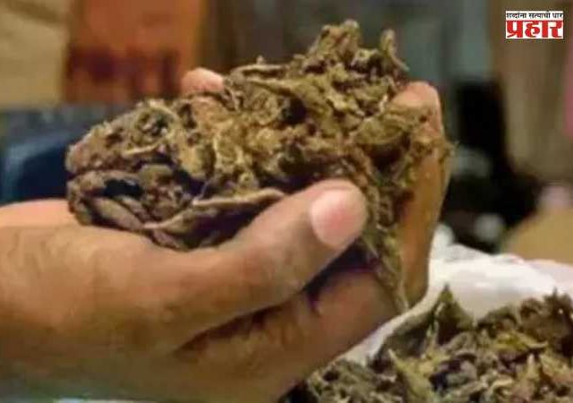 Anti-Drug Operation : DRI ची मोठी कारवाई! ५२२ किलो गांजा जप्त; २.६१ कोटींच्या ड्रग्स तस्करीचा पर्दाफाश