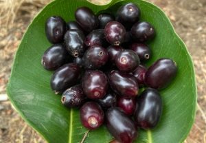 JAMUN : हवामान बदलाचा 'गोड' साक्षीदार: उन्हाळ्याचा निरोप घेताना जांभळाचा मनसोक्त आनंद घ्या!