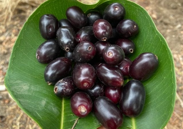 JAMUN : हवामान बदलाचा 'गोड' साक्षीदार: उन्हाळ्याचा निरोप घेताना जांभळाचा मनसोक्त आनंद घ्या!