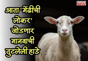 Magic of Science : आता 'मेंढीची लोकर' जोडणार मानवाची तुटलेली हाडे; संशोधनाला मोठे यश