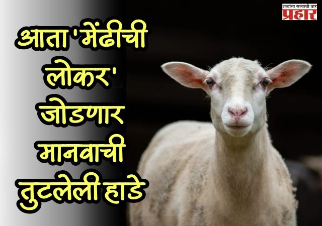 Magic of Science : आता 'मेंढीची लोकर' जोडणार मानवाची तुटलेली हाडे; संशोधनाला मोठे यश