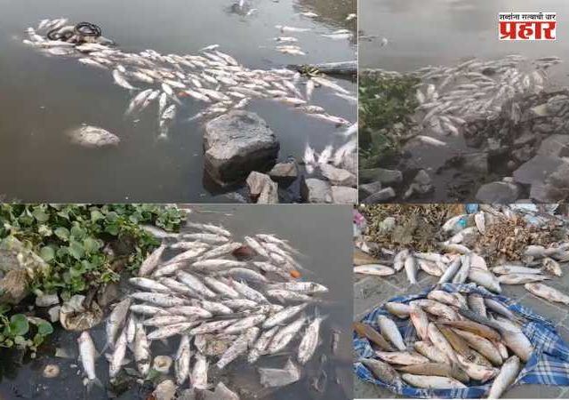 Indrayani river Fish : देहूतील इंद्रायणी नदीत मृत माशांचा खच; आषाढी वारीपूर्वी प्रदूषणाचा प्रश्न पुन्हा ऐरणीवर