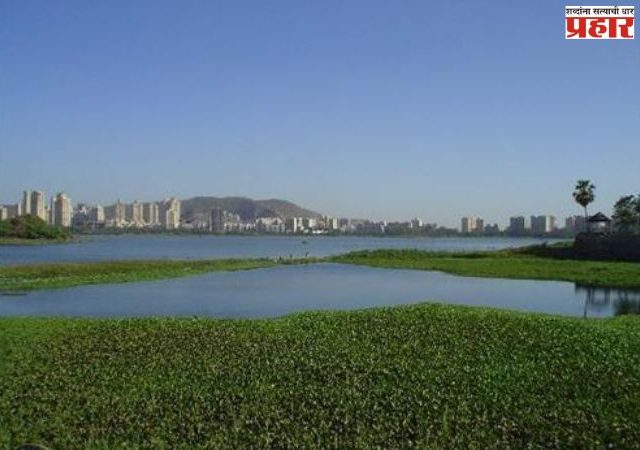 Water hyacinth : पवई तलावातील जलपर्णी आता कायमची हद्दपार..