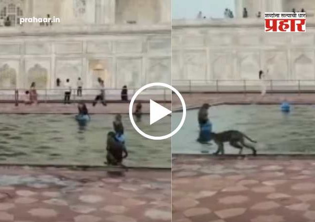 Monkey's Pool Party Inside Taj Mahal : ताजमहालच्या फाउंटनमध्ये माकडांची 'पूल-पार्टी'! उकाड्यापासून वाचण्यासाठी वानरसेनेची धम्माल; व्हिडिओ व्हायरल