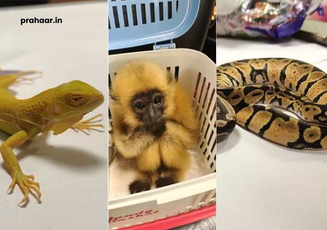 Mumbai Airport Customs Seize 29 Exotic Animals : सुटकेस उघडली अन् आत होते अजगर, गिबन आणि...मुंबई विमानतळावर विदेशी प्राण्यांची तस्करी उघडकीस