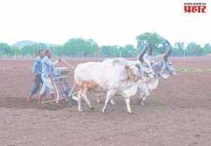 पेरणीयोग्य पावसाची प्रतीक्षा