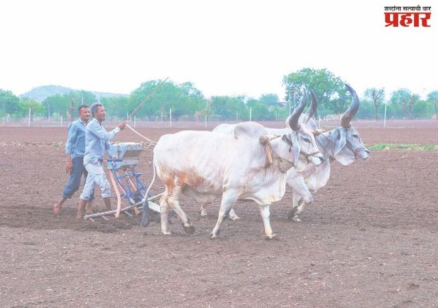 पेरणीयोग्य पावसाची प्रतीक्षा