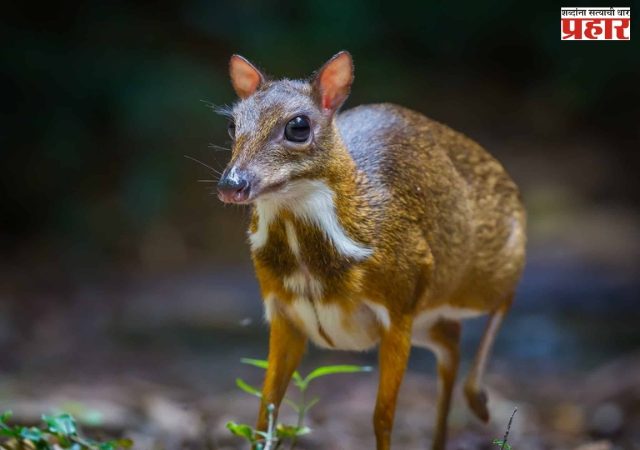 Mouse-Deer : चिपळूणमध्ये दुर्मिळ ‘माऊस डियर’चे दर्शन