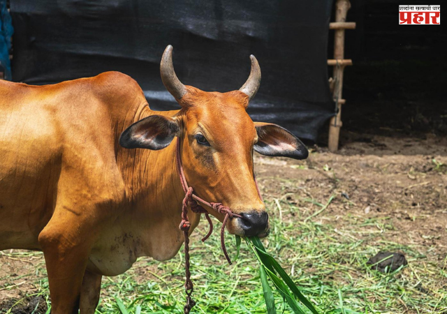 Nashik : नाशिक विभागात फक्त पाच महिने पुरेल इतकाच चारा ! पाऊस लांबल्यास पशुपालकांपुढे संकट ?