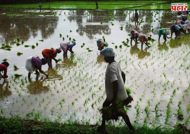Rice productivity : कोकणातील तांदूळ उत्पादकतेत १२ टक्क्याने घट