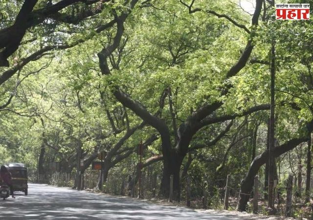 BMC News: विस्तारीत ईस्टर्न फ्रि वेच्या मार्गात तब्बल ७०६ झाडे होणार बाधित