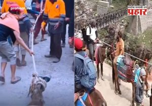 kedarnath yatra animal cruelty : भक्तीच्या नावाखाली क्रूरतेचा कळस! केदारनाथमध्ये मृत घोड्याला फरफटत नेले आणि...हृदयद्रावक व्हिडीओ व्हायरल