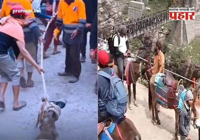 kedarnath yatra animal cruelty : भक्तीच्या नावाखाली क्रूरतेचा कळस! केदारनाथमध्ये मृत घोड्याला फरफटत नेले आणि...हृदयद्रावक व्हिडीओ व्हायरल