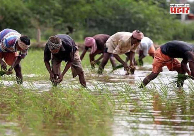 Impact of El Nino :  शेतकऱ्यांनी पेरणीची घाई टाळावी, कृषी विभागाचे महत्त्वाचे आवाहन
