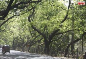 Aarey Colony : आरे वसाहतीतील झोपडपट्टी पुनर्वसनाचा प्रस्ताव अखेर रद्द