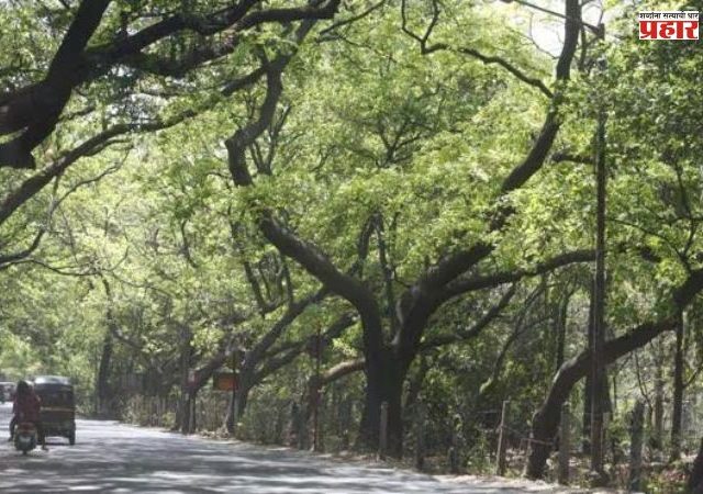 Aarey Colony : आरे वसाहतीतील झोपडपट्टी पुनर्वसनाचा प्रस्ताव अखेर रद्द