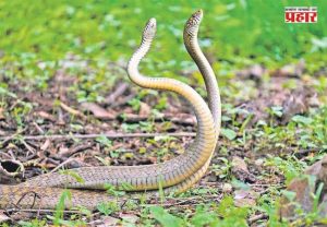 Poisonous Snakes : मान्सूनमध्ये वाढतो 'या' ४ सापांचा वावर; कोणते आहेत हे जीवघेणे सर्प?