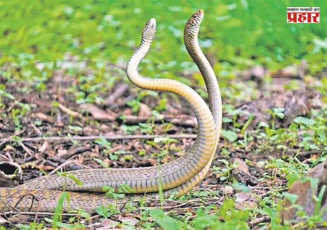 Poisonous Snakes : मान्सूनमध्ये वाढतो 'या' ४ सापांचा वावर; कोणते आहेत हे जीवघेणे सर्प?