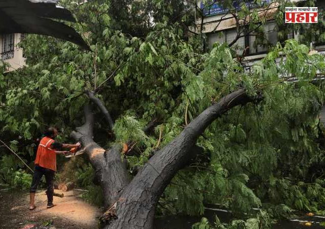 Mumbai Tree Collapse : झाडांच्या मुळांभोवतीही असणार रस्ते अभियंत्याची नजर
