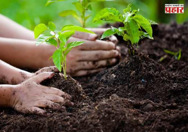 BMC Tree Planting : दहा बाधित झाडांच्या बदल्यात महापालिका लावणार २३७ झाडे