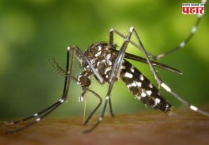 Dengue Vaccine : भारतात डेंग्यूविरोधातील पहिल्या लसीला मंजुरी; 'क्युडेन्गा' लशीबाबत जाणून घ्या 5 महत्त्वाच्या गोष्टी