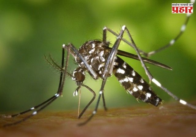 Dengue Vaccine : भारतात डेंग्यूविरोधातील पहिल्या लसीला मंजुरी; 'क्युडेन्गा' लशीबाबत जाणून घ्या 5 महत्त्वाच्या गोष्टी