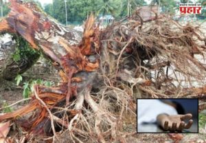 Kurla News: धक्कादायक! कुर्ल्यात झाड कोसळून ६३ वर्षीय व्यक्तीचा मृत्यू