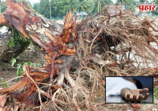 Kurla News: धक्कादायक! कुर्ल्यात झाड कोसळून ६३ वर्षीय व्यक्तीचा मृत्यू