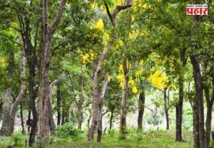 Karnataka News : पावसात ४० वर्षांचं चंदनाचं झाड कोसळलं; ८५ वर्षीय वृद्ध लखपती!