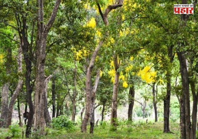 Karnataka News : पावसात ४० वर्षांचं चंदनाचं झाड कोसळलं; ८५ वर्षीय वृद्ध लखपती!