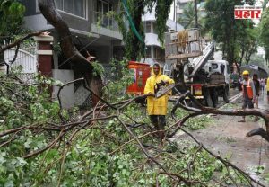 Chembur Tree Collapse : चेंबूर झाड दुर्घटनेची त्रयस्थ एकसदस्यीय समितीमार्फत होणार सखोल चौकशी