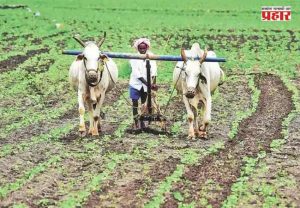 Dattatray Bharne : बोगस बियाणे, खते आणि कीटकनाशकांची तक्रार आल्यास अधिकारी येणार बांधावर