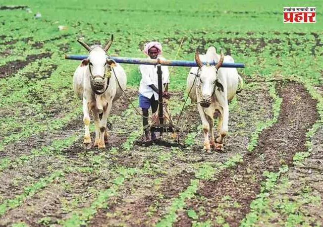 Dattatray Bharne : बोगस बियाणे, खते आणि कीटकनाशकांची तक्रार आल्यास अधिकारी येणार बांधावर