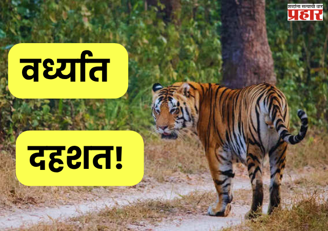 Panic in Wardha : वर्ध्यात दहशत! १० गावांत हाय अलर्ट जारी; वनविभाग ॲक्शन मोडमध्ये