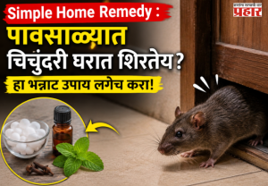 Simple Home remedy : पावसाळ्यात चिचुंदरी घरात शिरतेय? हा भन्नाट उपाय लगेच करा!