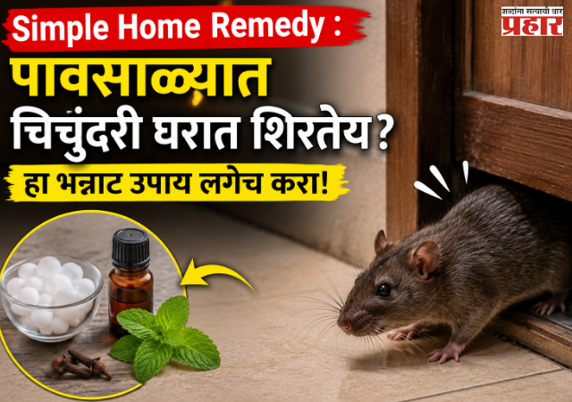 Simple Home remedy : पावसाळ्यात चिचुंदरी घरात शिरतेय? हा भन्नाट उपाय लगेच करा!