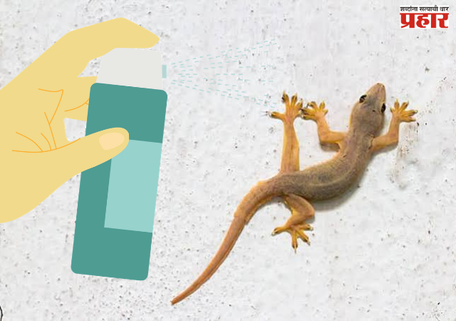 Repel lizards easily : भिंतीवरची पाल पाहून अंगावर काटा येतोय? रासायनिक स्प्रेऐवजी वापरा हे प्रभावी घरगुती उपाय