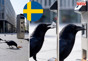 Crows pick up cigarette butts : स्वीडनमध्ये सिगारेटची तुकडे उचलण्यासाठी कावळ्यांची मदत
