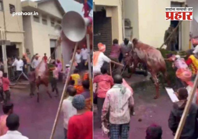 Kolhapur Bull Incident Video : कोल्हापुरात बैलजोडी शर्यतीत थरार! बिथरलेला बैल जमावात घुसला अन् थेट...