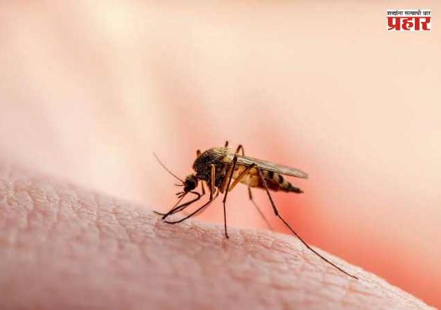 Malaria and Dengue : मुंबईत मलेरिया, डेंग्यू, लेप्टोचे थैमान, मलेरिया ३,६८१, डेंग्यू ९३८, लप्टोच्या १५७ रुग्णांची नोंद!