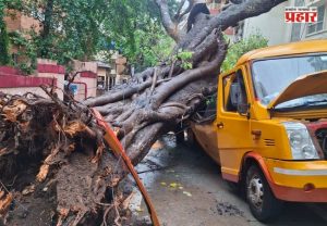 Mumbai Tree Collapse Incidents : मुंबईतील झाडांच्या फांद्यांची छाटणी, तर पडझड होते कशी?