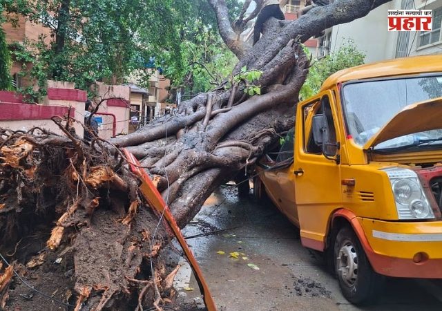 Mumbai Tree Collapse Incidents : मुंबईतील झाडांच्या फांद्यांची छाटणी, तर पडझड होते कशी?