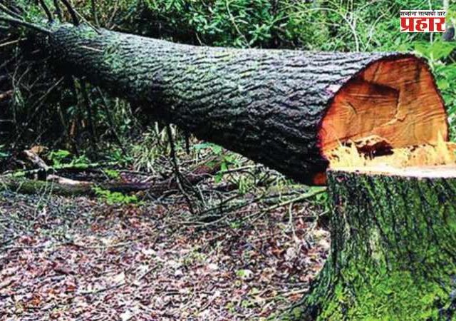 Tree Cutting : मुंबईत महापालिका प्रकल्पांसह विद्युत कंपनीसह इमारत बांधकामांत कापली जाणार १४४३ झाडे