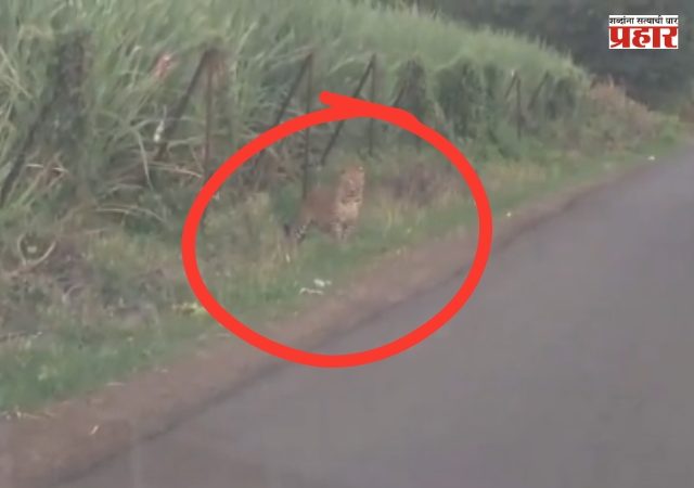 Nashik Leopard Viral Video : नाशिकमध्ये दोन बिबट्यांचा मुक्तसंचार; निफाडच्या मुखेड परिसरातील व्हिडीओ व्हायरल