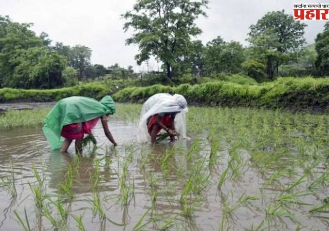 Amravati : राज्यात खरीप पेरण्यांना वेग; २० जुलैअखेर ७४ टक्के पेरणी पूर्ण, अमरावती विभाग आघाडीवर