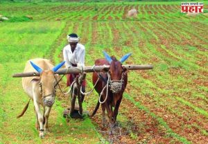 Nashik News : खरीप पेरणीत नाशिक आघाडीवर, नाशिक विभागात ९४ टक्के पेरण्या पूर्ण