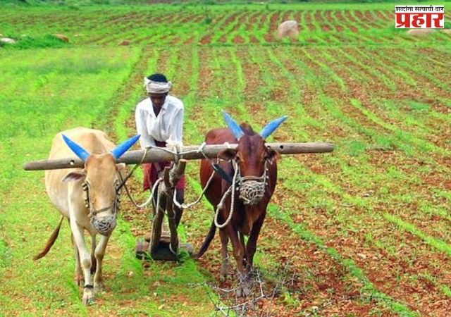 Nashik News : खरीप पेरणीत नाशिक आघाडीवर, नाशिक विभागात ९४ टक्के पेरण्या पूर्ण