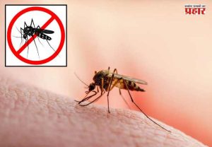 Mosquito Control Tips : पावसाळ्यात घराला डासांपासून कसं वाचवाल? आजारांचा धोका टाळण्यासाठी फॉलो करा 'या' टिप्स
